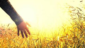 An outstretched hand over an abundant field of ripe wheat.